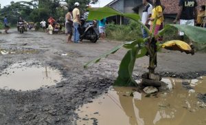 Kritik Jalan Rusak, Warga Sukamulya Bogor Tanam Pisang dan Tebar Lele