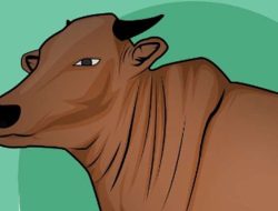 Awas! Kasus Penyakit Mulut dan Kuku di Indramayu Terus Bertambah, Kini Tembus 2.317 Ekor!