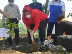 Penanaman Pohon Massal di Kota Semarang