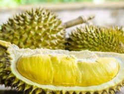 Musim Buah Durian Desa Lolong Karanganyar.