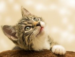 Cara Merawat Kucing yang Baik dan Benar,Yuk Simak!