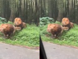 Viral Video Singa Tabrak Mobil di Taman Safari Indonesia Jawa Timur.