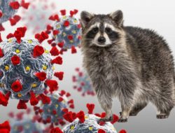 Hasil Penelitian: Dugaan Covid-19 Ditularkan Dari Hewan Ke Manusia.