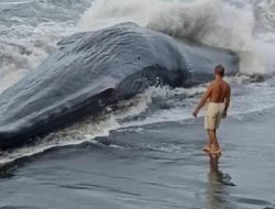 Paus Raksasa Berukuran 15 Meter Terdampar di Pantai Yeh Leh Bali, Bikin Heboh Warga.