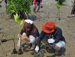 Peduli Lingkungan, Relawan Ganjar GMP Tanam 1.000 Bibit Mangrove Di Pantai Tiris