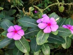 Manfaat Tanaman Tapak Dara untuk Kesehatan, Efektif Melawan Kanker