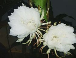 Cek Mitos dan Manfaat Bunga Wijaya Kusuma, Bunga Langka yang Mekar di Malam Hari!