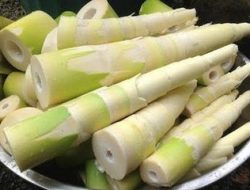 Manfaat Rebung Bambu Kuning dalam Mengatasi Batu Ginjal