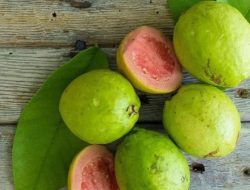 Buah-Buahan yang Baik untuk Penderita DBD Selain Jambu Biji