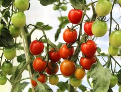 Jenis Tanaman Buah Cepat Panen, Yang Cocok Ditanam di Rumah