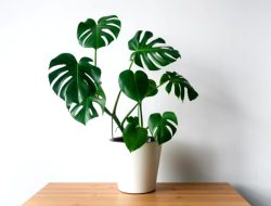 Monstera Keren Untuk Dekorasi Ruangan, Pilih Yang Cocok Gaiiz!
