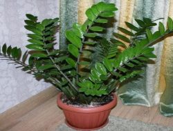 Tips Merawat Tanaman Dolar Di Pekarangan Rumah. Simak!