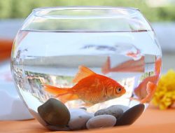 Bosan Itu-itu Aja?, Ini Pilihan Hewan Yang Cocok Untuk Anak Kos-kosan!