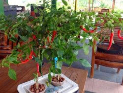 Cara Praktis dan Hemat Menanam Cabai Dirumah, Catat!