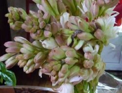 Tips Merawat Bunga Sedap Malam untuk Menyegarkan Ruangan