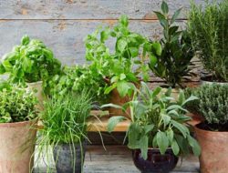 Tanaman Obat yang Mudah Ditanam di Pekarangan Rumah