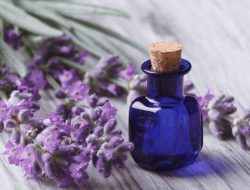 Inilah Tanaman Pengusir Nyamuk yang Tepat untuk Musim Hujan, Apa Saja?