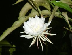 Manfaat Air Rebusan Bunga Wijaya Kusuma dalam Mengobati Nyeri Lambung