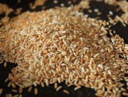 Kopi Beras Bermanfaat Untuk Penderita Asam Lambung, Udah Tahu?