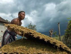 Cek Fakta Industri Tembakau di Indonesia: Konflik Batin Diantara Cinta dan Benci!