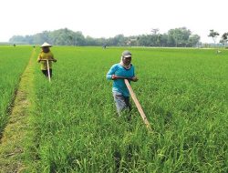 Mengenal Pranoto Mongso, Kalender Musim Khas Jawa yang Masih Relevan Bagi Petani