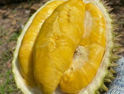 Simak 5 Peringkat Durian Terenak Seluruh Dunia! Dah Pernah Coba?
