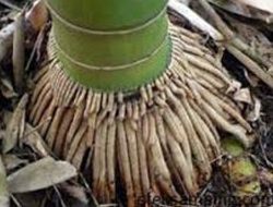 Ini Manfaat Akar Pinang Bagi Wanita, Sudah Tahu?