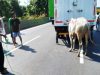 Seekor Sapi Stres Tahu Akan Disembelih, Kabur Sampai ke Jalan Tol, Waduh!