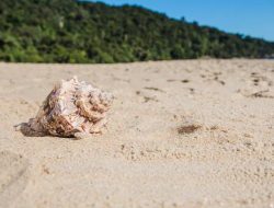 Kementerian Perdagangan: Ekspor Pasir Laut Masih Dilarang, Aturan Teknis Belum Terbit