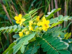 Daun Senna: Tanaman Herbal dengan Manfaat Bagi Kesehatan