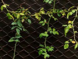 Menanam Tanaman Rambat untuk Pagar Rumah yang Cantik dan Menawan