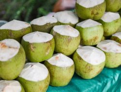 5 Efek Samping Jika Terlalu Banyak Minum Air Kelapa Muda