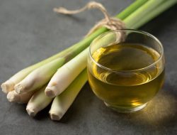 Serai Wangi, Tanaman Berkhasiat Sebagai Obat dan Produk Kesehatan