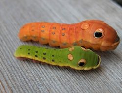 Mengenal Spicebush Swallowtail Caterpillars, Lucu Kayak Boneka