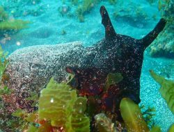 Mengenal The Black Sea Hare, Siput Laut Raksasa yang Hidup di Samudra Pasifik