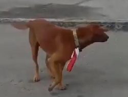 Tersangka Kasus Pelecehan Terhadap Bendera Merah Putih Diambil Alih Oleh Polres Bengkalis