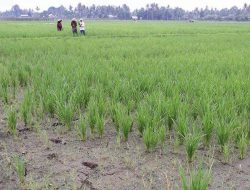 Fenomena El Nino Ancam 100 Hektar Lahan Padi di Kutai Kartanegara, Kalimantan Timur