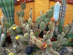 Yuk Kenali Apa Itu Opuntia? Bisa Jadi Solusi Disaat Kekeringan Melanda!