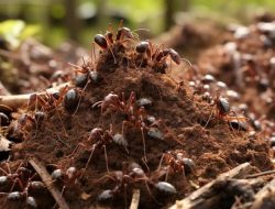 Manfaat Kesehatan dari Tanaman Sarang Semut: Menggali Potensi Herbal Papua