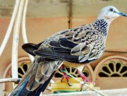 Mitos Burung Tekukur: Pembawa Keberuntungan atau Kesialan?