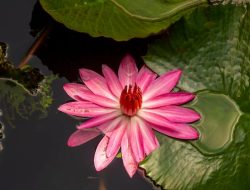 Manfaat Luar Biasa Teratai (Lotus) bagi Kesehatan
