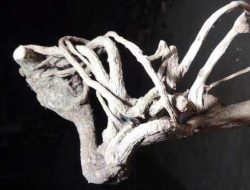 Mitos Rahasia Kekuatan Akar Mimang: Kebaikan dan Kekurangannya