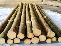 Mitos Bambu Buntet Pethuk, dan Khasiat Mistisnya dalam Budaya Tradisional