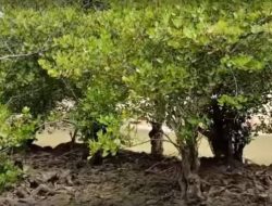 Kayu Kaboa Sancang: Kayu Legendaris dengan Kekuatan Mistis