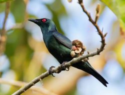 Mitos Burung Cucak Keling, Pembawa Sial atau Rezeki?