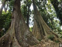 Mitos Pohon Jodoh di Kebun Raya Bogor, Konon Bisa Membuat Pasangan Awet Hingga Sehidup Semati