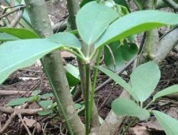 Pohon Tlogosari, Tanaman Mistis dengan Tuah Ghaib