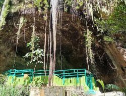Pohon Kaboa, Tanaman Langka Terkait dengan Prabu Siliwangi, Menghiasi Leuweung Sancang, Garut