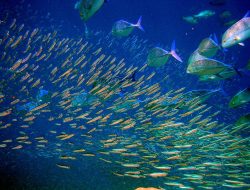 Benarkah Ikan Menyusut Ukurannya Akibat Pemanasan Global?