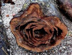 Kayu Nagasari: Mitos dan Fakta Terkait Aura Negatif